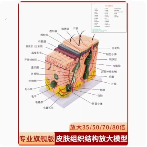 面部皮肤结构模型皮肤层次模型仿真人体皮肤放大解剖模型医学教学
