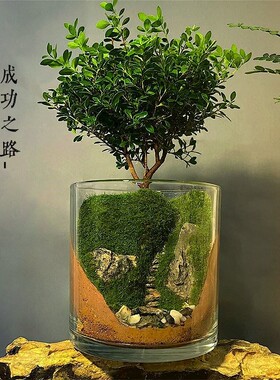 。生态瓶自循环桌面微景观免打理电脑桌摆件玻璃雨林绿植生命之树
