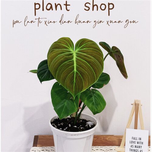 普兰特小店  巧克力蔓绿绒  网红盆栽攀爬垂藤观叶植物  美观好养