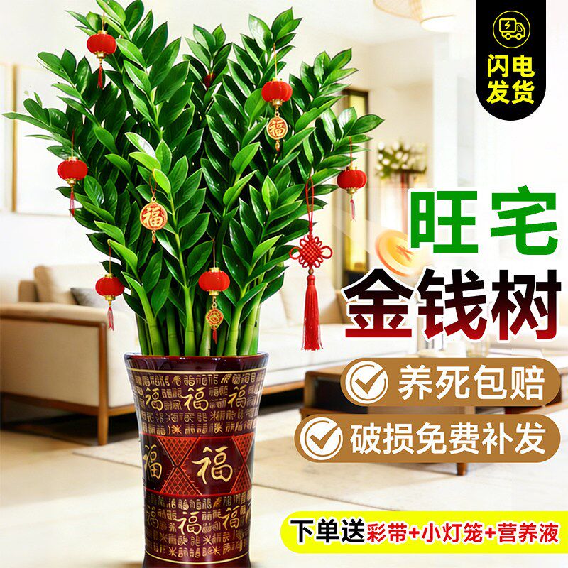 招财旺宅风水树绿植盆栽客厅大发财树金钱树乔迁送礼好养植物花卉