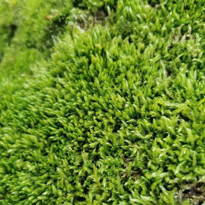 苔藓造景微景观迷你植物雨林园林铺面小灰藓耐旱鲜活白发