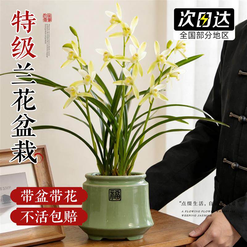 兰花盆栽带花苞名贵兰花苗品种大全特大号精品建兰室内阳台好养活