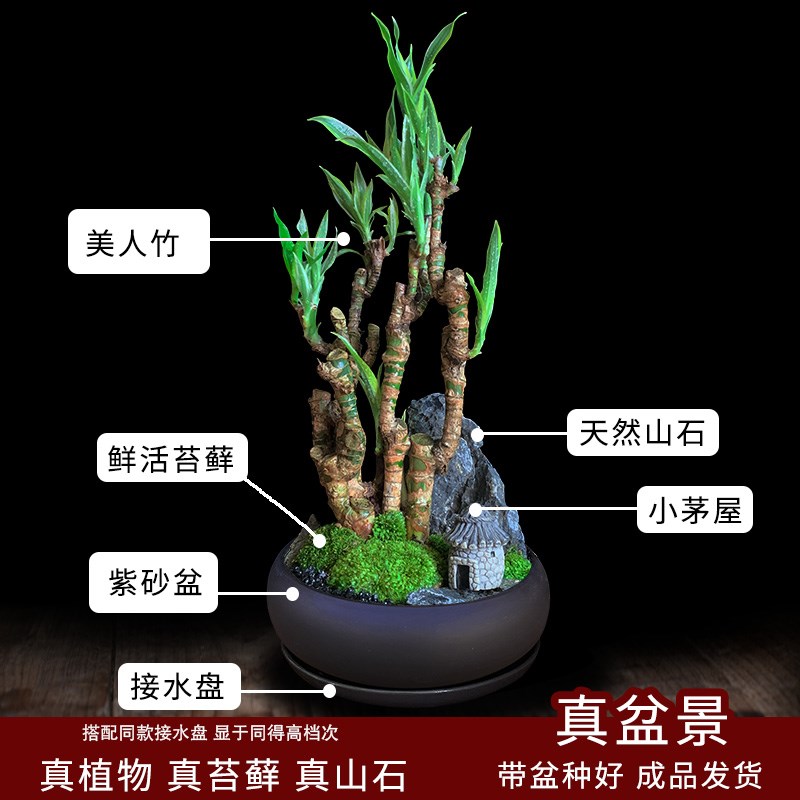 美人竹盆栽节节高植物树桩盆景绿植好养禅意客厅花卉招财旺生肖兔