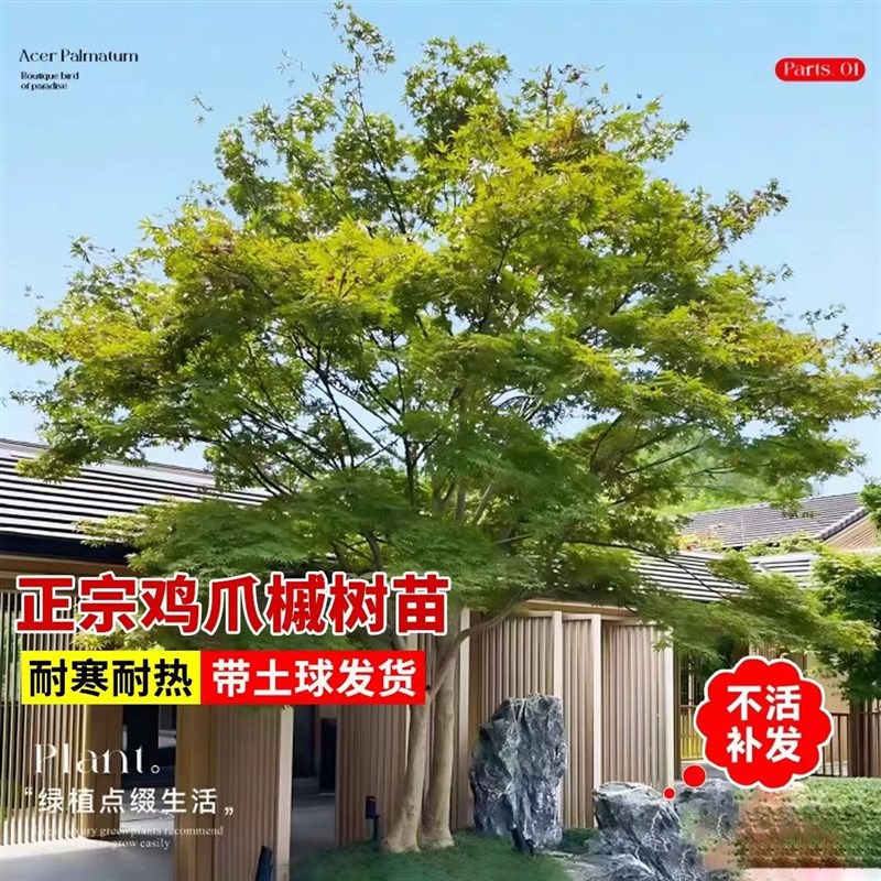 小叶鸡爪槭树苗中国红枫树苗红舞姬苗别墅庭院高端风景树绿化苗木