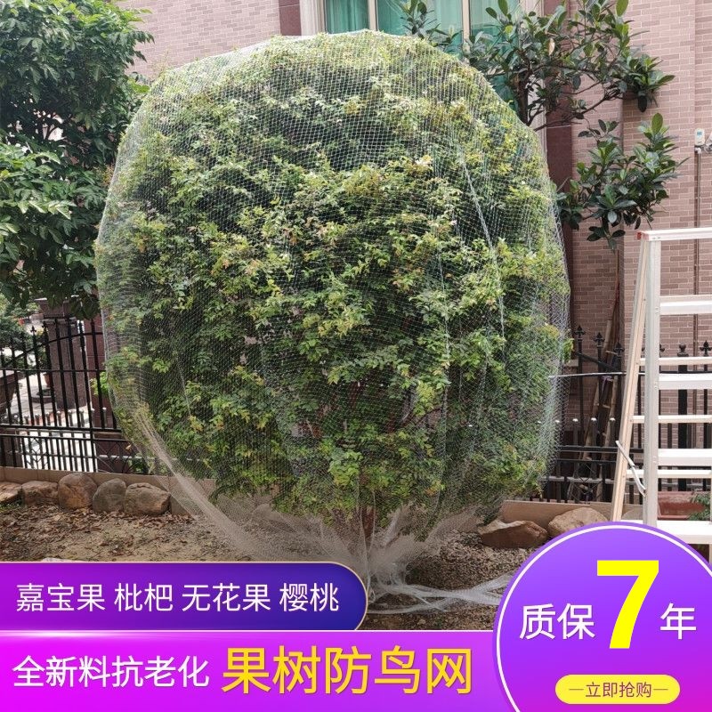 果树防鸟网罩水果嘉宝果葡萄樱桃无花果枇杷单棵专用遮树天网神器图片