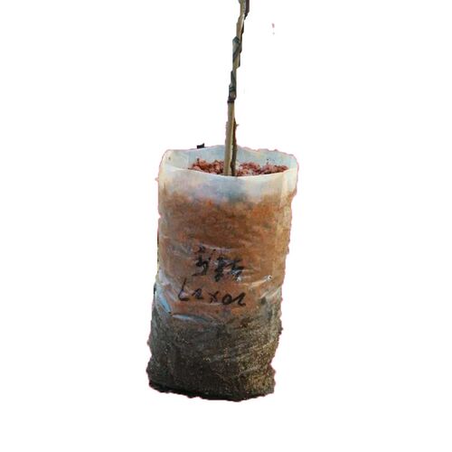 塑料育苗袋营养袋薄膜袋树苗袋育苗杯透明白色育苗盆小白袋