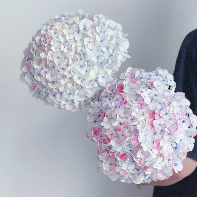 自然色彩油画莫奈绣球花浅雨星蓝鲜花家居插花水养节日送花百搭