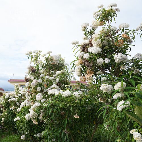 海蒂的花园 绣球金山新品乔灌木绣球庭院露台木本花卉植物花期长