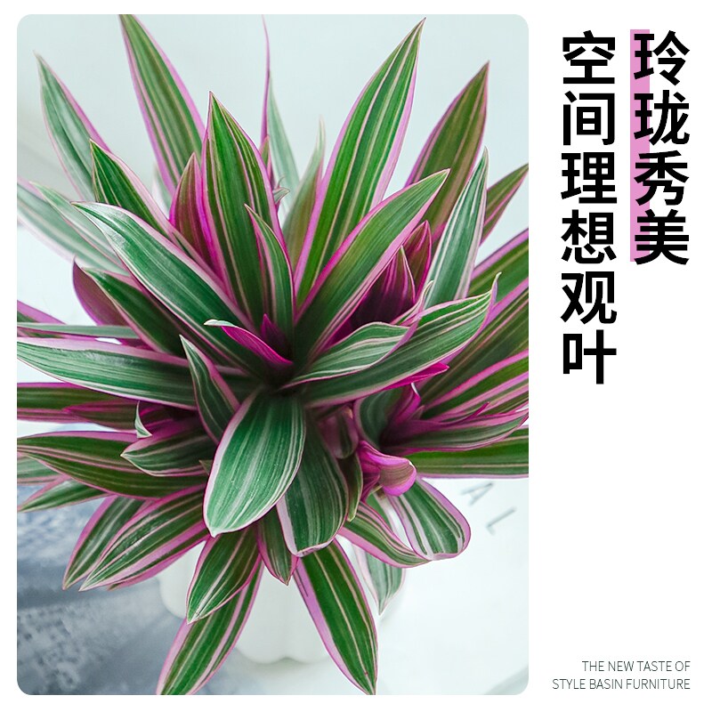 紫露兰盆栽室内前台花镜绿植好养活家中轻奢四季花卉婚礼油画吊兰