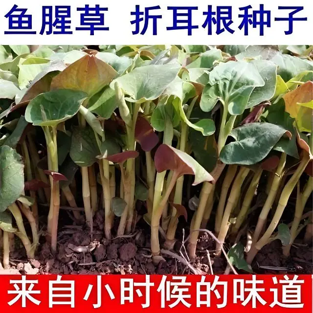 鱼腥草种子折耳根种子四季种植阳台庭院盆栽地载泡沫箱蔬菜种植MD