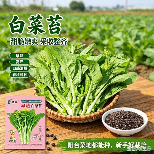 【白菜苔】白菜苔早熟菜苔青菜菜心阳台盆栽农家小院MD2