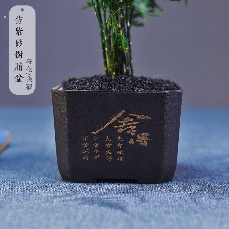 文竹盆栽室内绿植好养桌面古风艺术小盆景桌面茶几办公摆件装饰