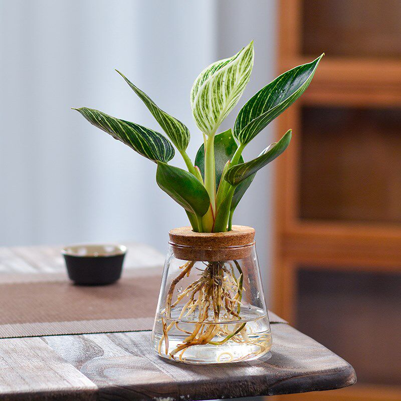 水培植物春雨曼丽榕水样花卉办公室内桌面小绿植好养竹芋金钻盆栽