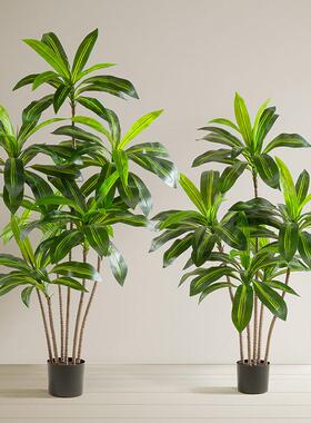 大型落地彷真绿色植物巴西木盆栽家居室内装饰摆件彷真树巴西铁植