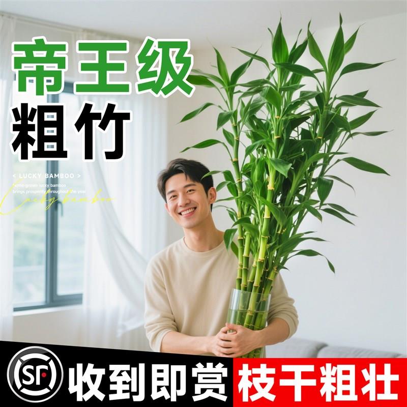 富贵竹水培植物粗杆带根水养绿植室内客厅水生招财转运竹子好养活
