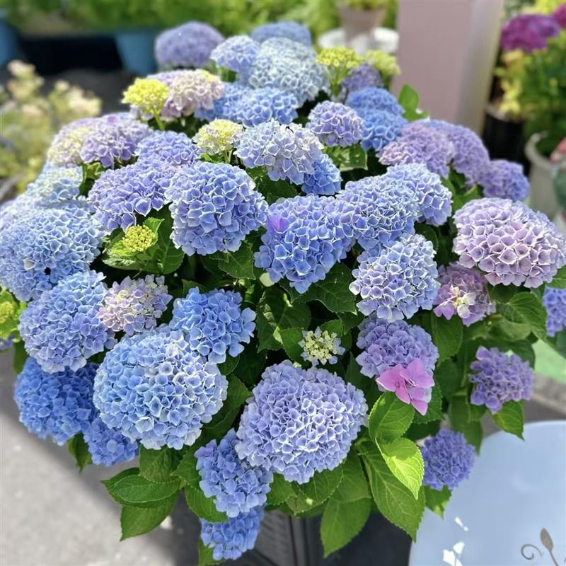 无尽夏绣球花苗特大老桩带花苞庭院别墅地栽盆栽多季开花植物耐寒