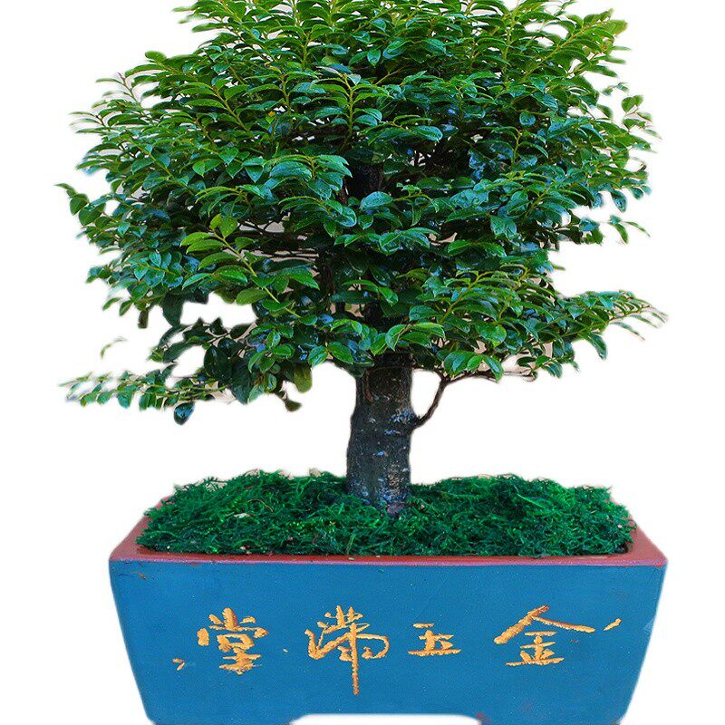 名贵小叶紫檀盆景树桩老桩室内办公桌绿植花卉盆栽四季常青吸甲醛