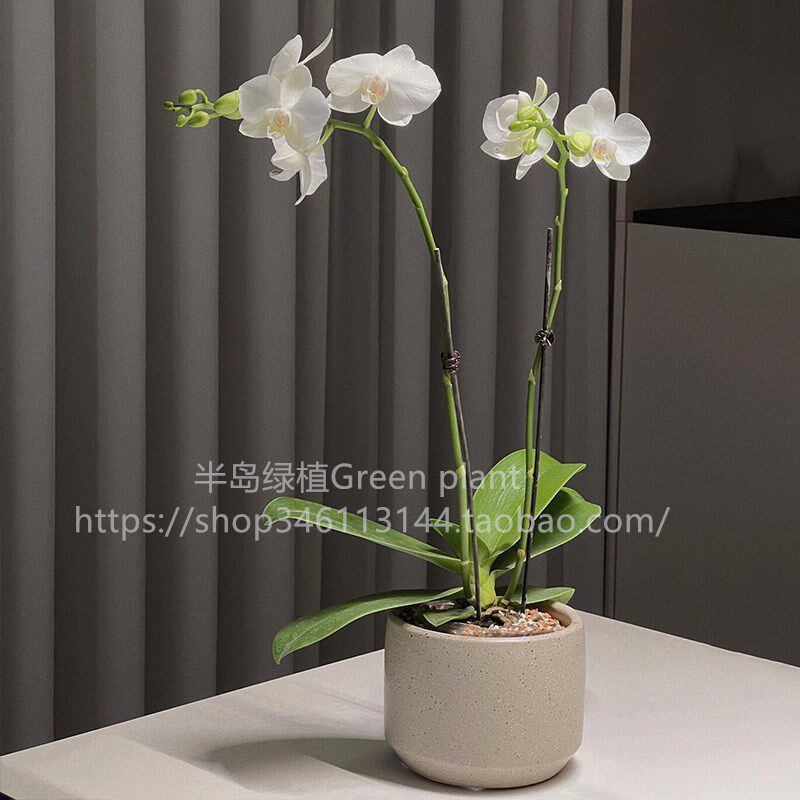 蝴蝶兰盆栽带花卉带花苞植物室内四季开花客厅办公室兰花大苗好养