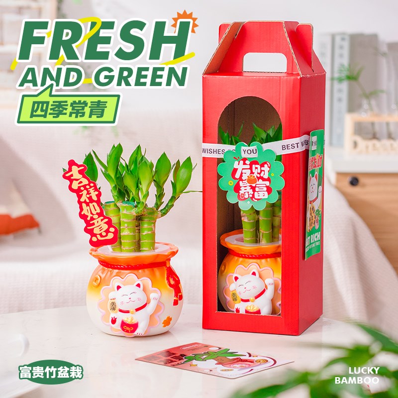 年宵水培富贵竹带根创意办公室内桌面小盆栽植物客厅绿植招财礼物