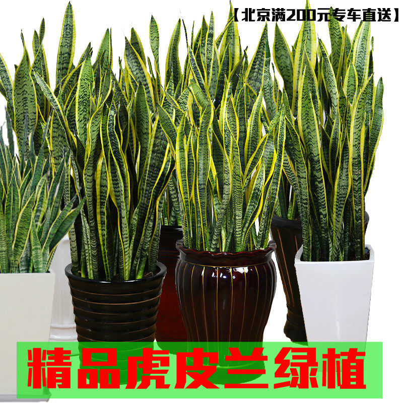 虎皮兰盆栽办公室客厅室内吸甲醛净化空气植物好养大型绿植专车送