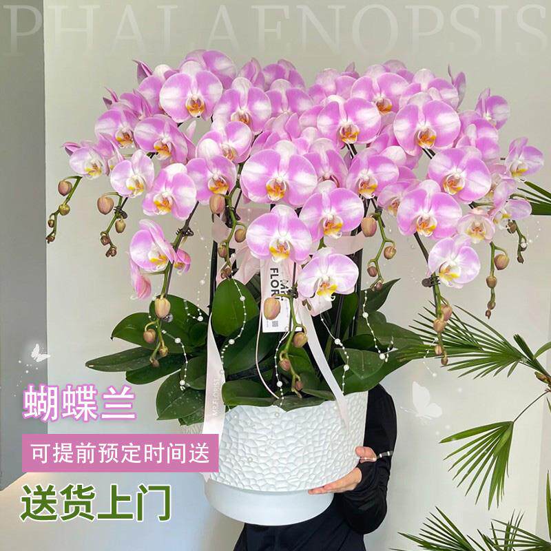 [同城]蝴蝶兰盆栽真鲜花速递同城上海北京年宵花开业乔迁广州成都