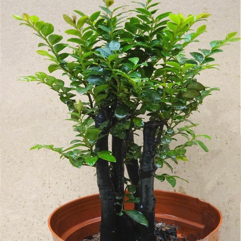 名贵紫檀盆栽四季常青客厅绿植花卉阳台室内小叶紫檀盆景树桩树苗