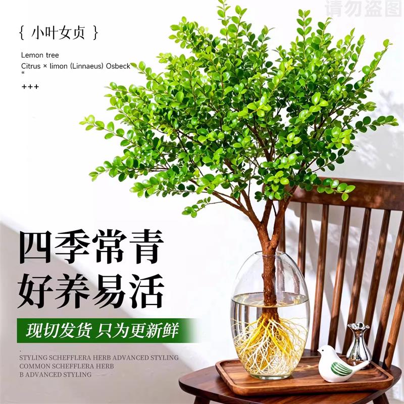 【不活包赔】小叶女贞水培老桩造型树客厅室内植物盆栽树苗绿植