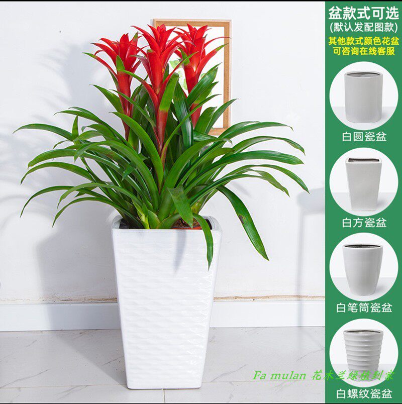 鸿运当头凤梨花盆栽客厅室内植物办公室红星年宵花卉植物深圳直送