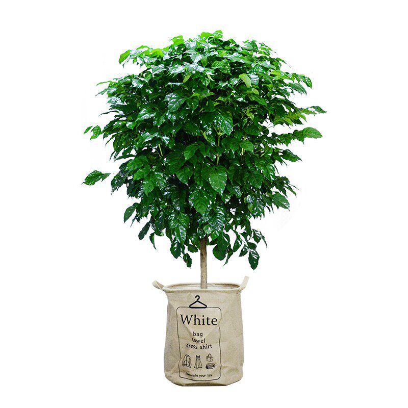 绿宝幸福树盆栽植物室内客厅平安树发财树大型盆景花卉绿植