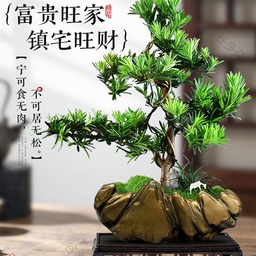 造型罗汉松盆栽花卉塔松室内客厅盆景办公室桌面绿植乔迁开业植物