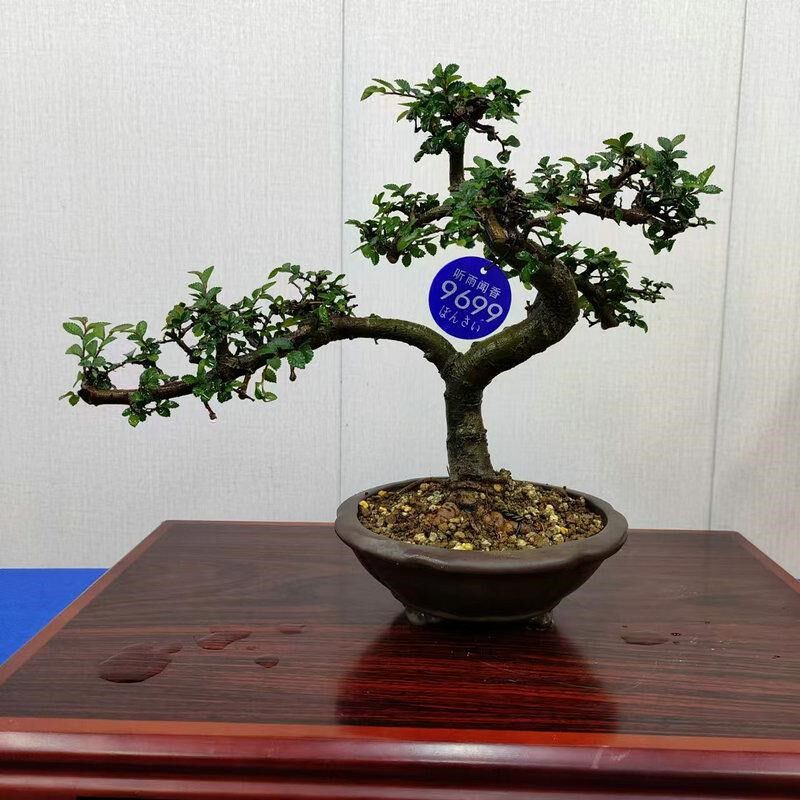 小叶榆树造型老桩盆景矮霸榔榆植物室内客厅办公室绿植阳台庭院