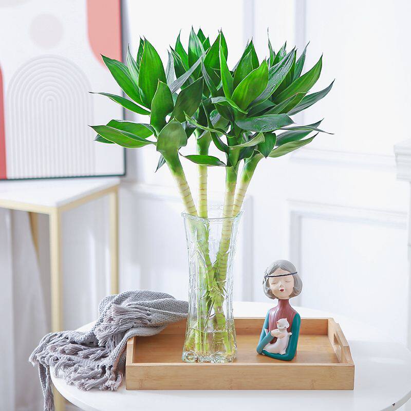 文昌竹4支带根观音竹荷花竹富贵竹水培植物办公室内水养绿植净化