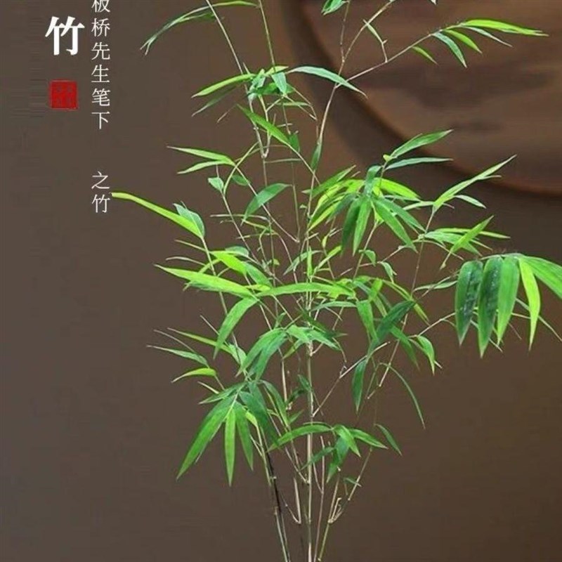 正宗台湾内门竹名贵竹苗盆栽庭院室内高雅四季常青精美竹子绿植