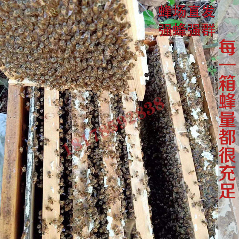土蜜蜂优质中华蜜蜂中蜂蜂群带王带子脾阿坝蜂王蜂群养殖带箱包活