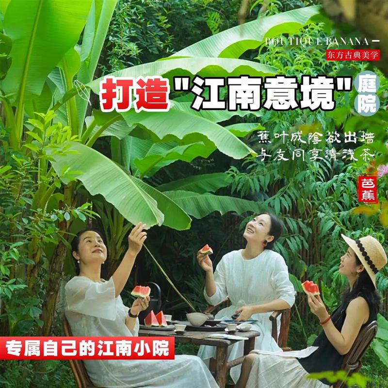 大叶芭蕉树盆栽真绿植大型观赏植物室外落地盆景绿植四季常春好养