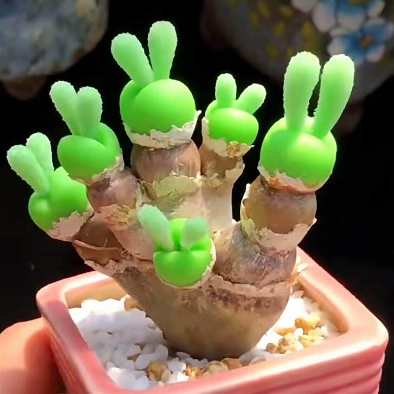 稀有小兔子多肉植物高级精品观办公室桌面四季盆栽含盆土绿植花