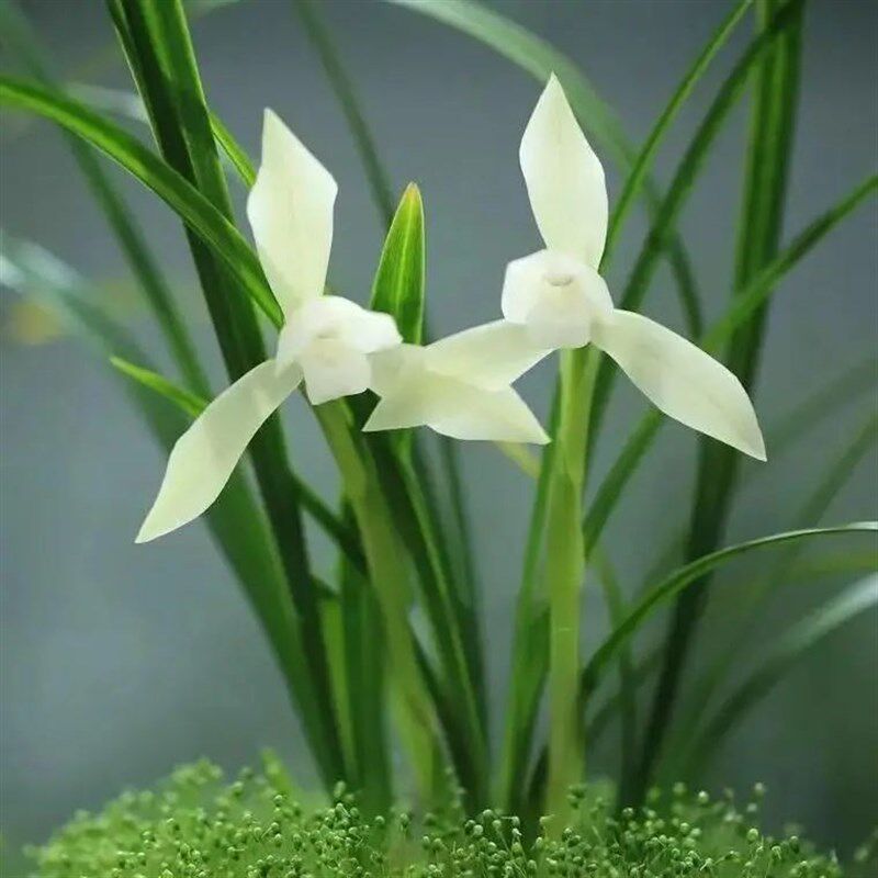 名贵兰花苗带花苞春兰雪影浓香型素花高档室内客厅盆栽花卉绿植