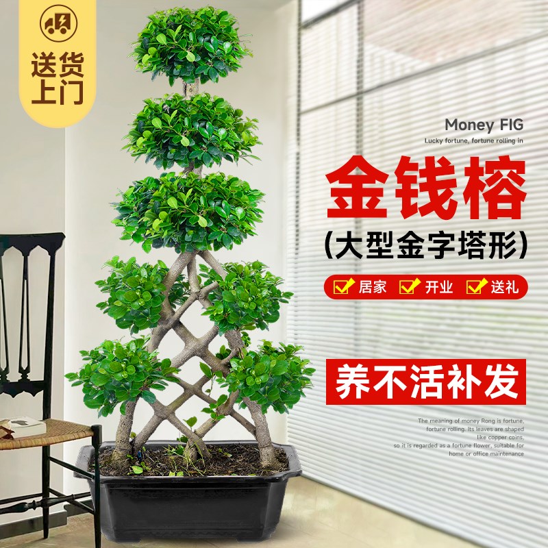 金钱榕客厅大盆栽室内大型绿植摇钱树发财树落地榕树植物四季常青