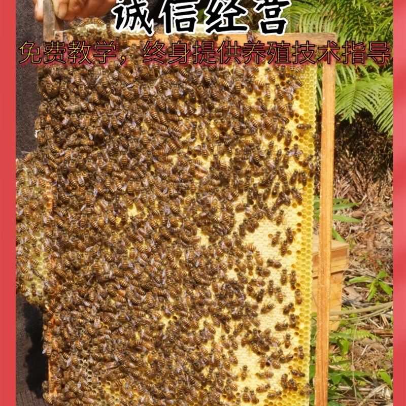 优质中蜂蜂群带王带子脾阿坝蜂王土蜜蜂养殖中华蜜蜂蜂群带箱包活