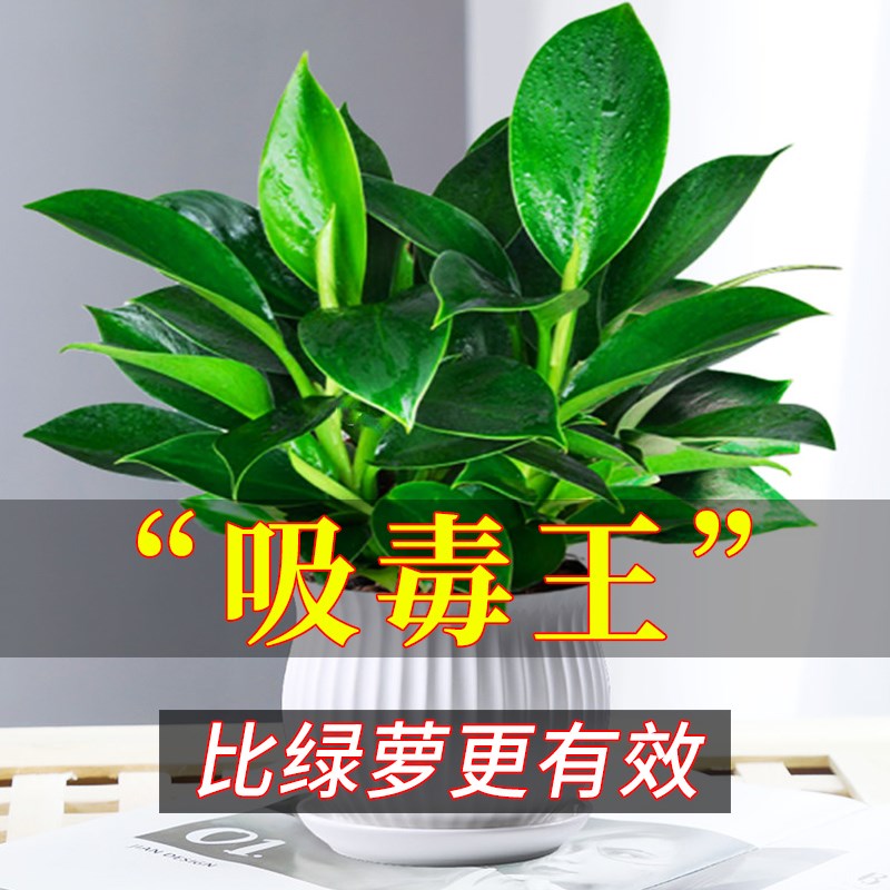金钻盆栽大叶绿植水培植物室内吸除去甲醛好养花卉多肉客厅新房