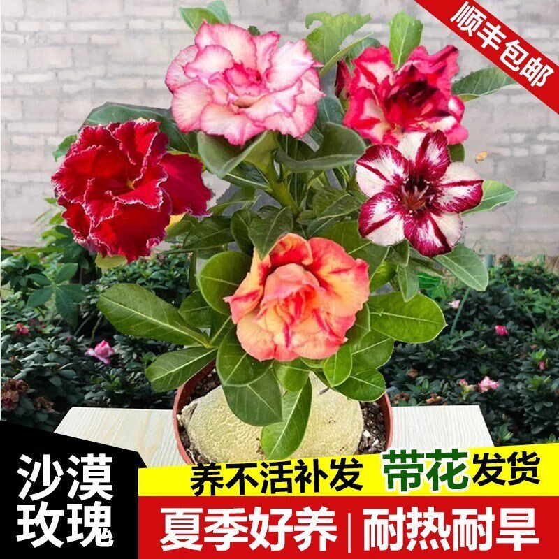重瓣沙漠玫瑰花苗盆栽四季花卉绿植物老桩室内阳台小盆景开花不断