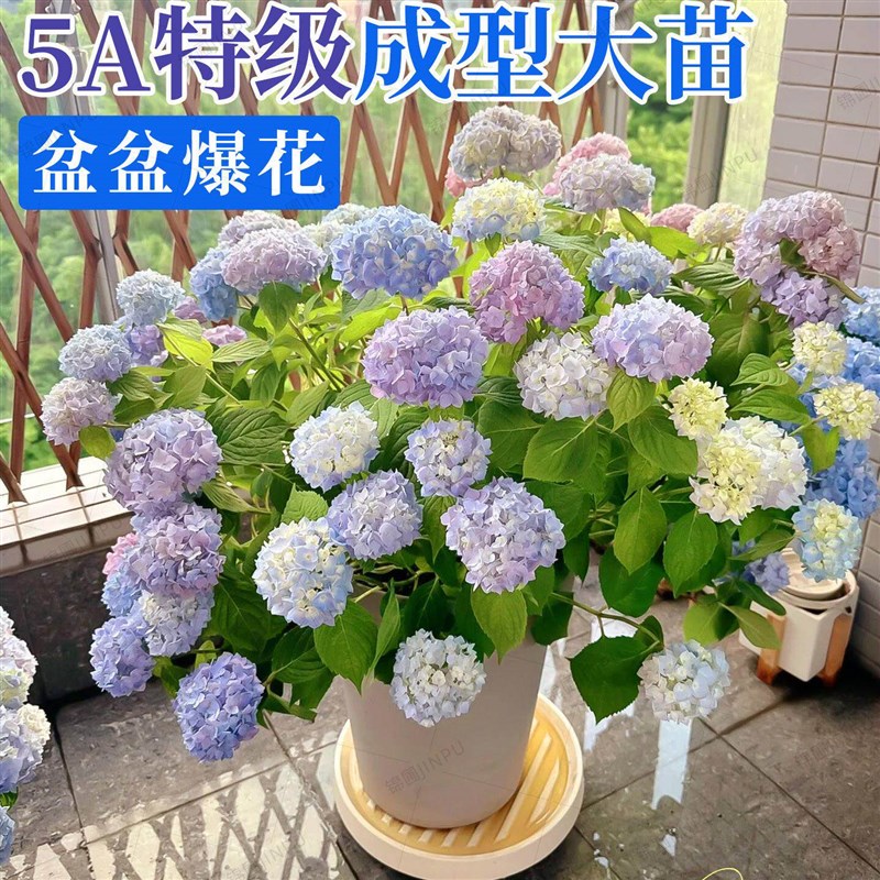 特大盆绣球花老桩盆栽植物带花苞无尽夏大苗阳台庭院室内四季好养