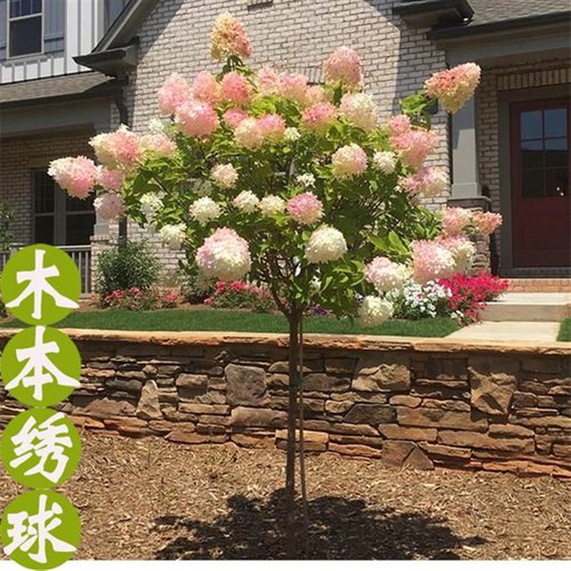 庭院别墅木本绣球花苗中华木绣球树苗盆栽地栽植物楼顶阳四季开花