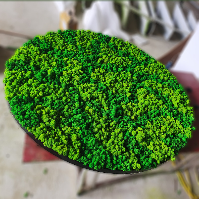永生苔藓植物背景墙室内仿真装饰白发大灰藓干花青苔鹿蕊鹿角藓