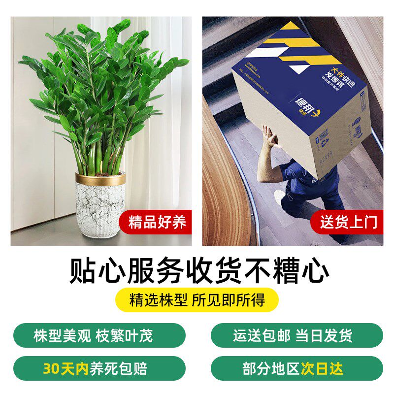 金钱树盆栽客厅大花盆室内钱串子招财旺财旺宅乔迁办公室大型绿植