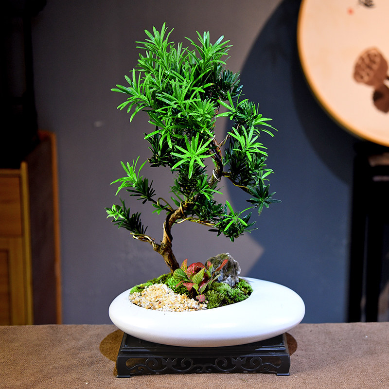 造型罗汉松盆栽新中式简约植物盆景室内客厅办公桌面教师节礼品
