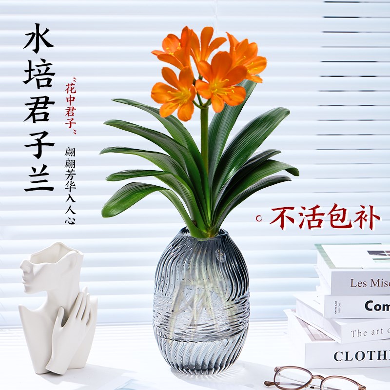君子兰盆栽水培植物带花苞室内办公室桌面耐阴绿植四季好养活花卉图片