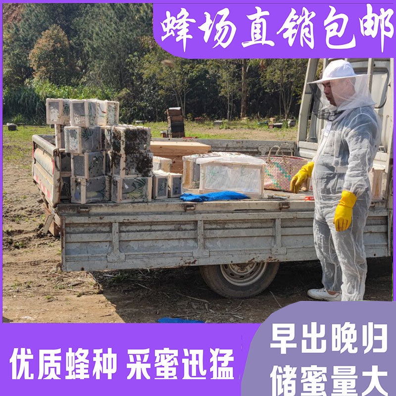 包邮蜜蜂中蜂蜂群中蜂中华蜂养殖带箱带新开产蜂王带子脾蜜蜂活群