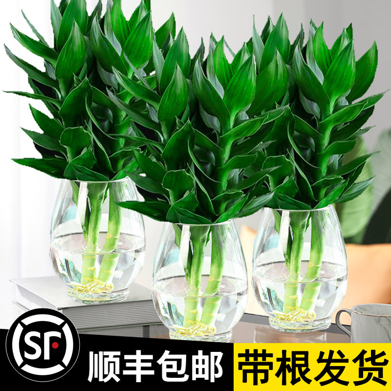 观音竹富贵竹水培植物带根花卉绿植绿萝室内盆栽转运竹带花瓶好养