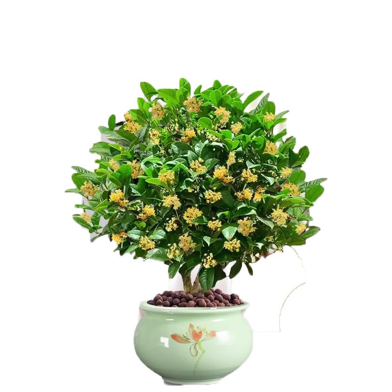 桂花树苗四季桂盆栽可食用开花不断室内阳台庭院浓香型花卉植物